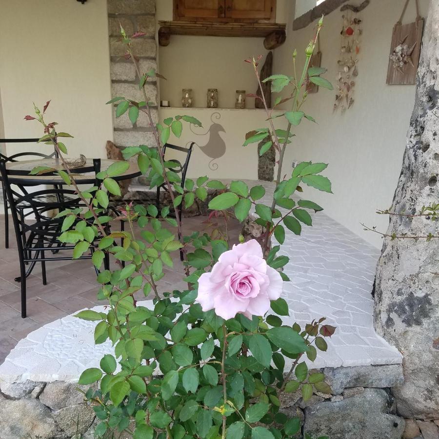 Nonna Pasqualina B&B Santa Teresa Gallura Zewnętrze zdjęcie